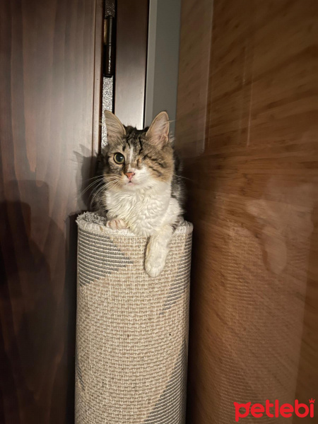 Tekir Kedi, Kedi  Dori fotoğrafı