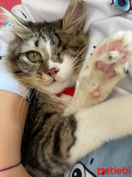 Tekir Kedi, Kedi  Dori fotoğrafı