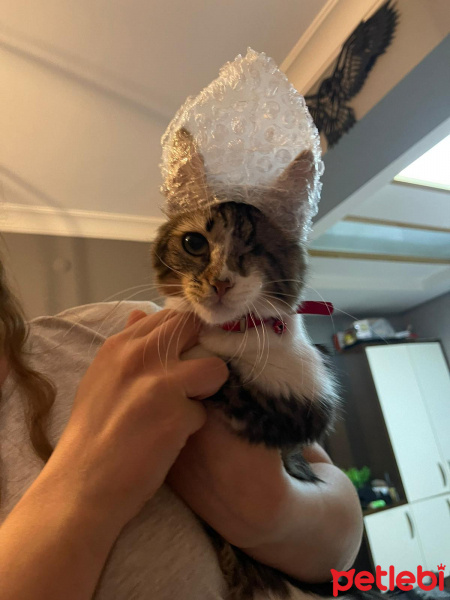 Tekir Kedi, Kedi  Dori fotoğrafı