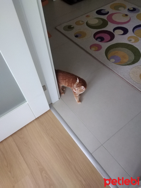 Tekir Kedi, Kedi  Toprak fotoğrafı