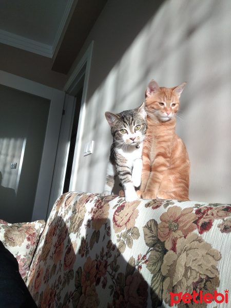 Tekir Kedi, Kedi  Toprak fotoğrafı