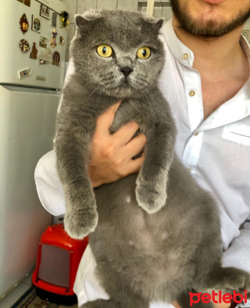 Scottish Fold, Kedi  Dolar fotoğrafı