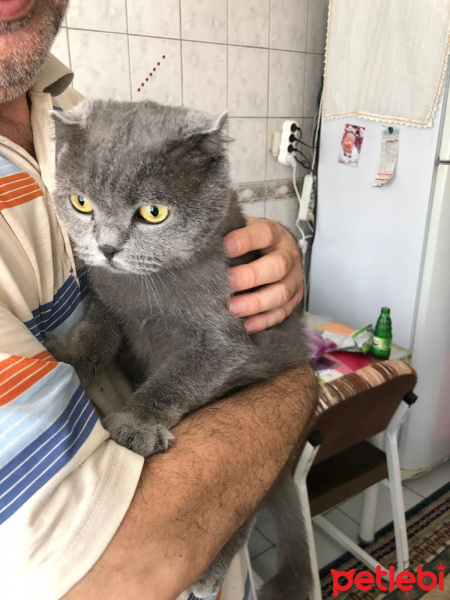 Scottish Fold, Kedi  Dolar fotoğrafı