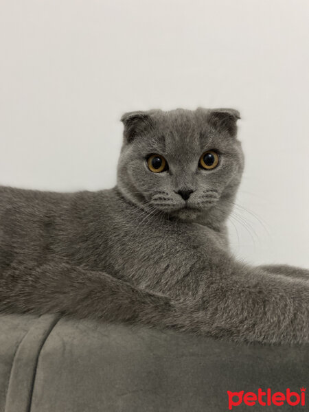 Scottish Fold, Kedi  Duman fotoğrafı