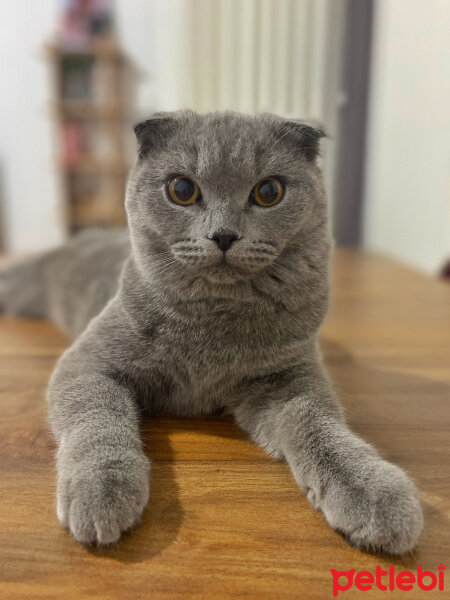 Scottish Fold, Kedi  Duman fotoğrafı