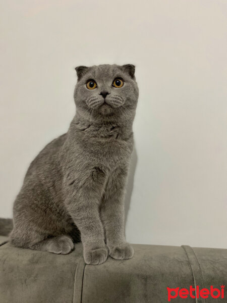 Scottish Fold, Kedi  Duman fotoğrafı