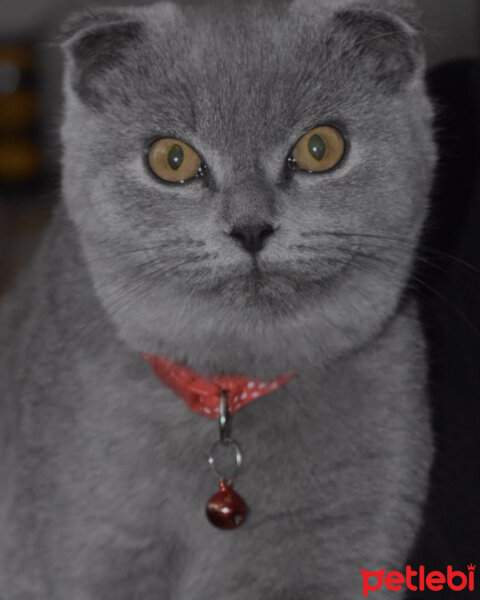 Scottish Fold, Kedi  Duman fotoğrafı