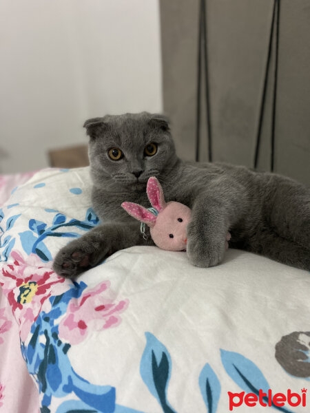 Scottish Fold, Kedi  Duman fotoğrafı