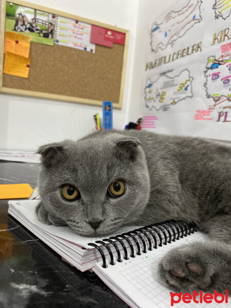 Scottish Fold, Kedi  Duman fotoğrafı