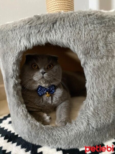 Scottish Fold, Kedi  Duman fotoğrafı