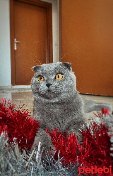 Scottish Fold, Kedi  Duman fotoğrafı