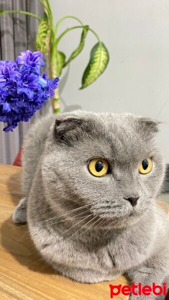 Scottish Fold, Kedi  Duman fotoğrafı