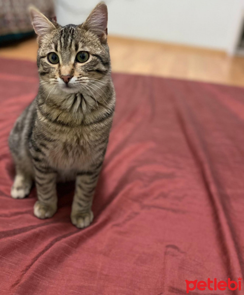 Tekir Kedi, Kedi  Şişko fotoğrafı