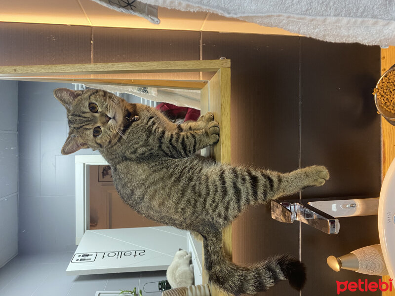 British Shorthair, Kedi  Bakır fotoğrafı