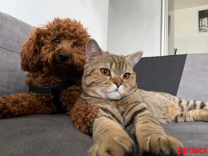 British Shorthair, Kedi  Bakır fotoğrafı