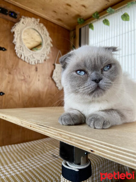 Scottish Fold, Kedi  Gümüş fotoğrafı