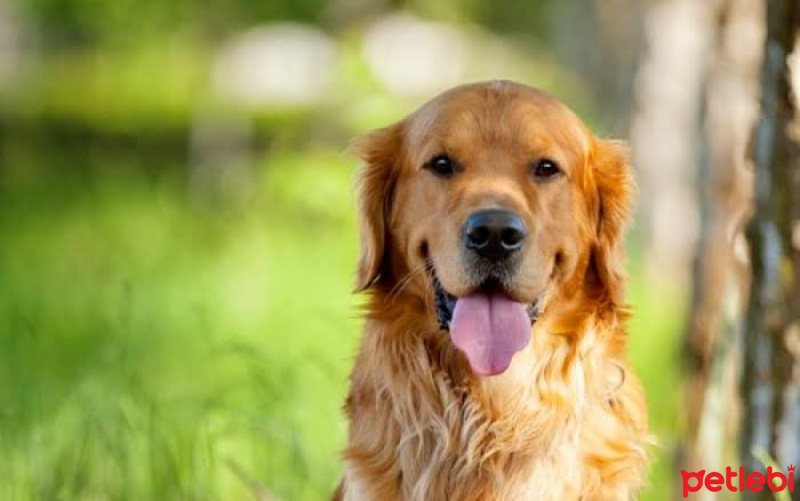 Labrador Retriever, Köpek  Bulut fotoğrafı