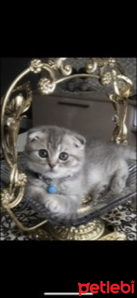 Scottish Fold, Kedi  Elsa fotoğrafı