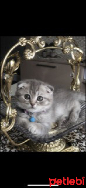 Scottish Fold, Kedi  Elsa fotoğrafı