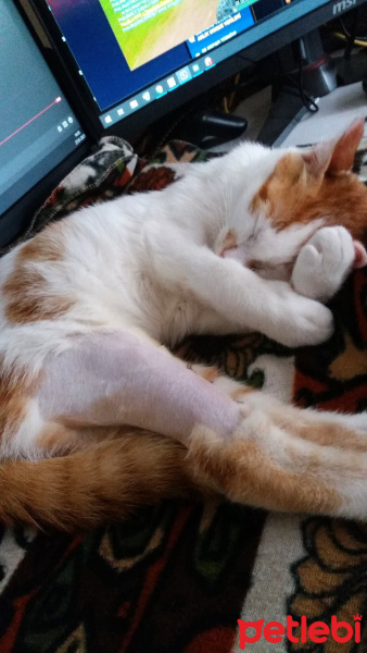 Sarman, Kedi  Paşa fotoğrafı