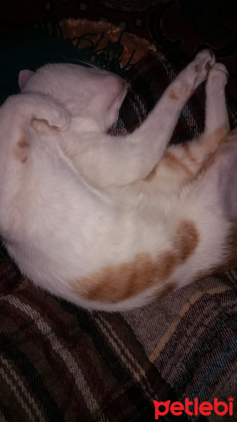 Sarman, Kedi  Paşa fotoğrafı