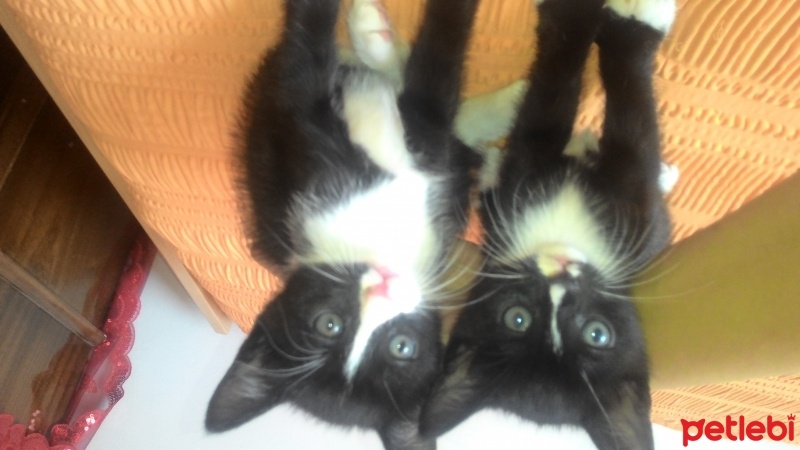 Tekir Kedi, Kedi  Petra  fotoğrafı