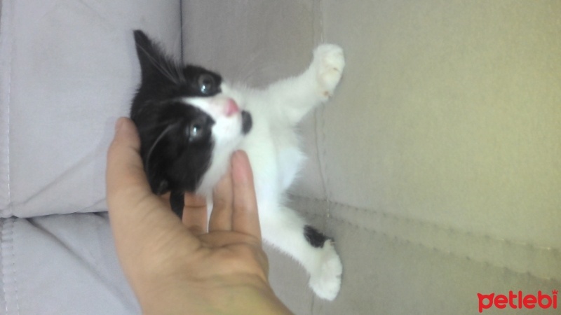 Tekir Kedi, Kedi  Petra  fotoğrafı