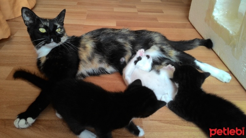 Tekir Kedi, Kedi  Petra  fotoğrafı