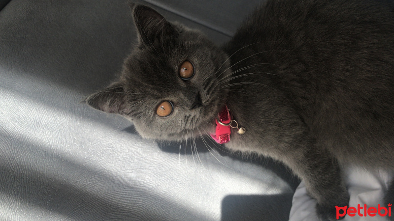 British Shorthair, Kedi  Gece fotoğrafı