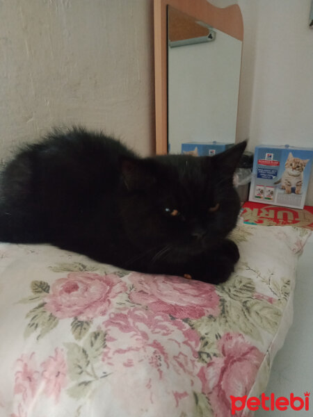 British Shorthair, Kedi  Zeytin fotoğrafı