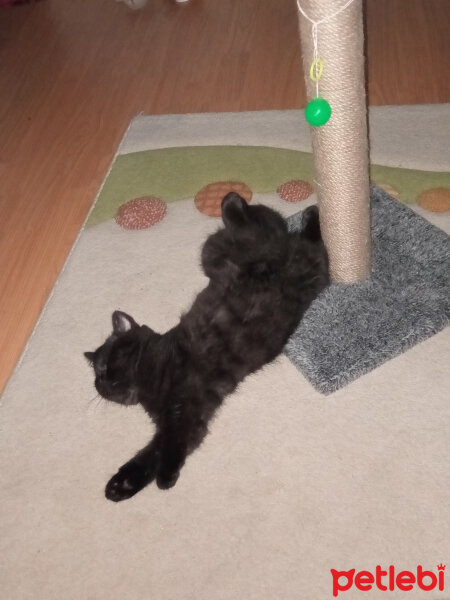 British Shorthair, Kedi  Zeytin fotoğrafı