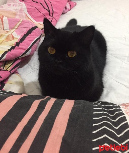 British Shorthair, Kedi  Zeytin fotoğrafı