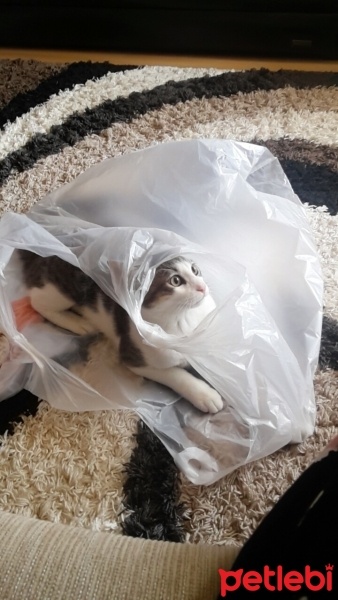 Tekir Kedi, Kedi  Marcel fotoğrafı