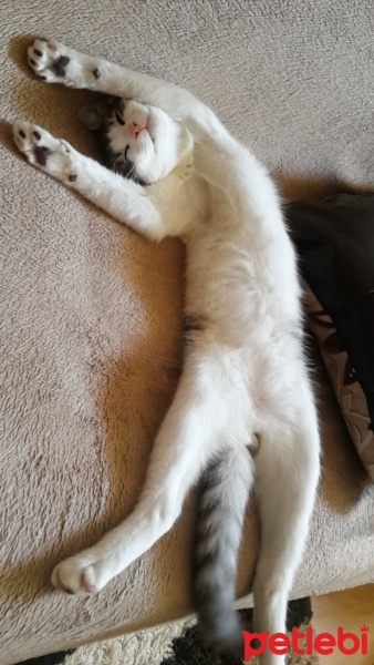 Tekir Kedi, Kedi  Marcel fotoğrafı