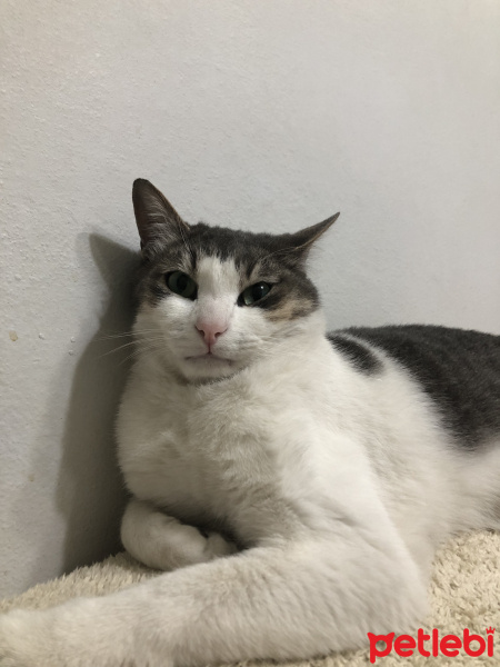 Tekir Kedi, Kedi  Marcel fotoğrafı