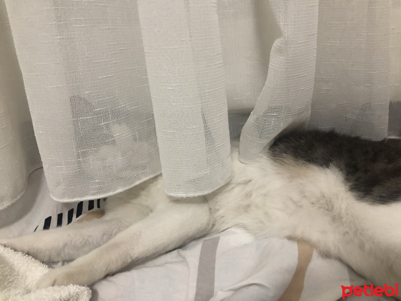 Tekir Kedi, Kedi  Marcel fotoğrafı