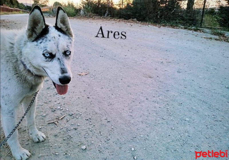 Sibirya Kurdu (Husky), Köpek  Ares fotoğrafı