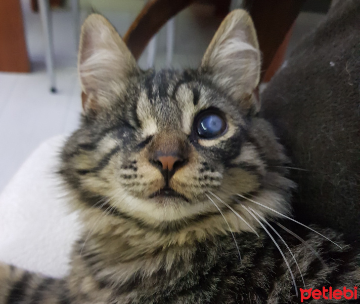 Soke, Kedi  Yalım fotoğrafı