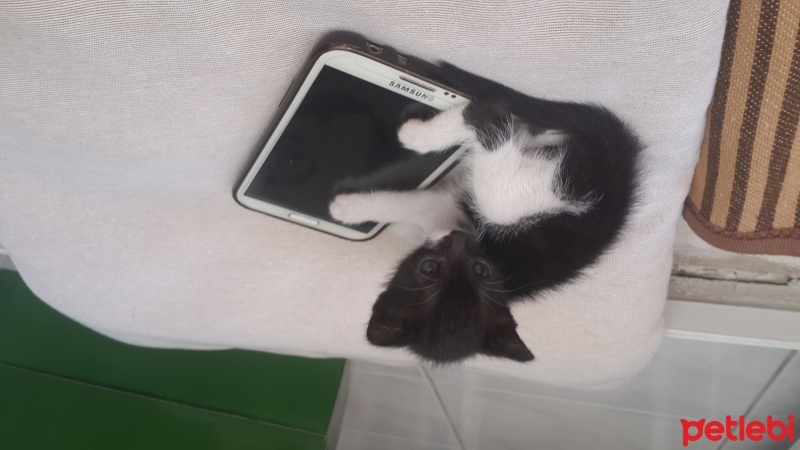 Tekir Kedi, Kedi  Yumpiş fotoğrafı