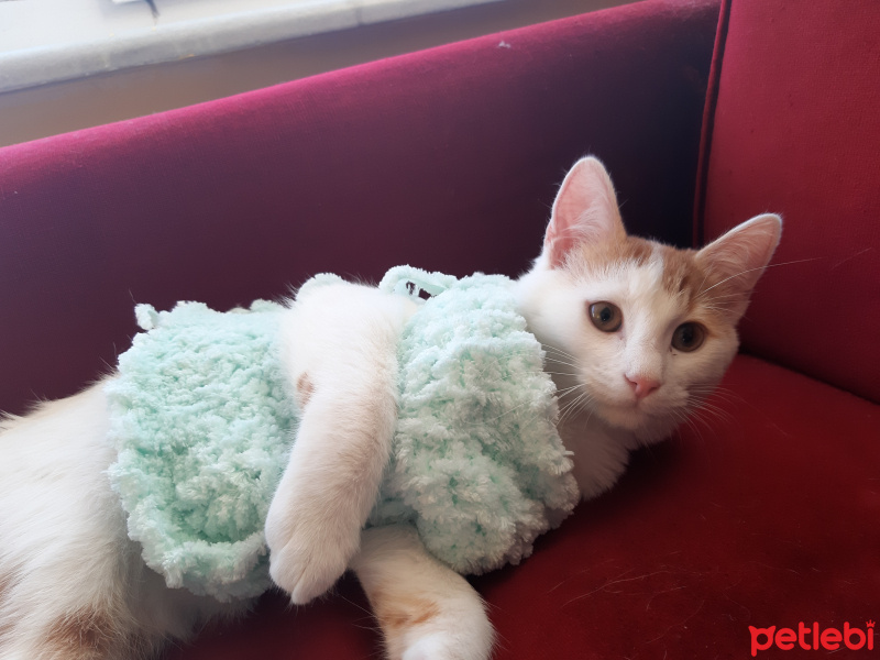 Sarman, Kedi  Fındık fotoğrafı