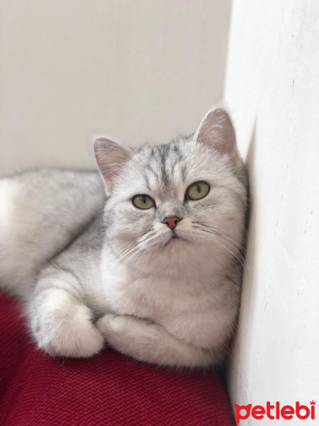 British Shorthair, Kedi  Nazlı fotoğrafı