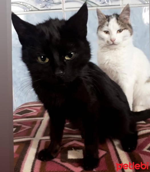 Tekir Kedi, Kedi  Karam fotoğrafı