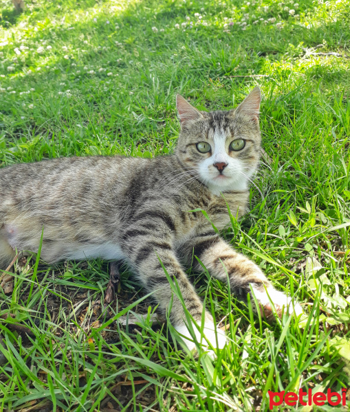 Tekir Kedi, Kedi  Minnoş fotoğrafı