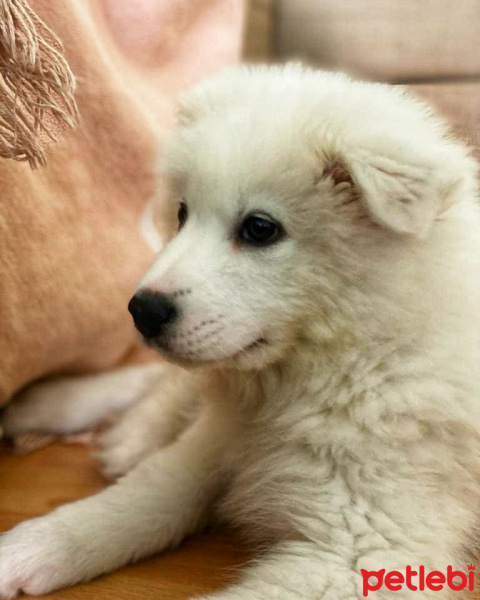 Samoyed, Köpek  Hera fotoğrafı