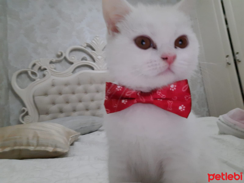 British Shorthair, Kedi  sütlaç fotoğrafı