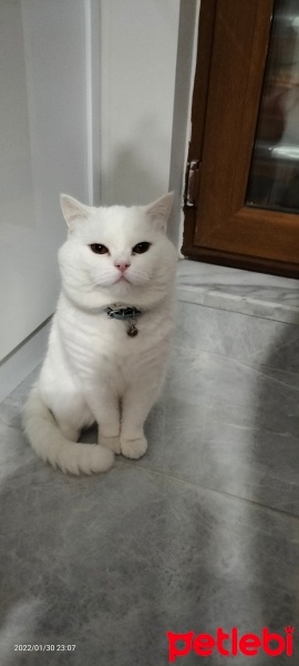 British Shorthair, Kedi  sütlaç fotoğrafı