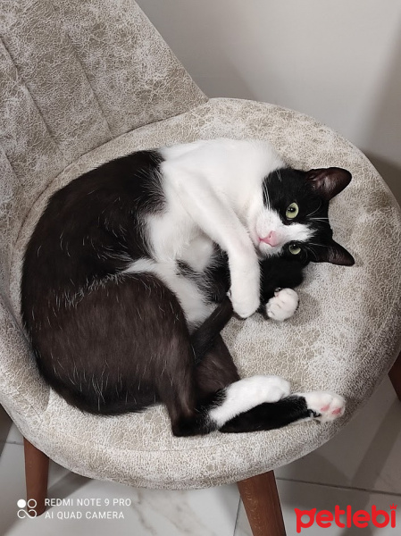 Tuxedo (Smokin) Kedi, Kedi  Şanslı fotoğrafı
