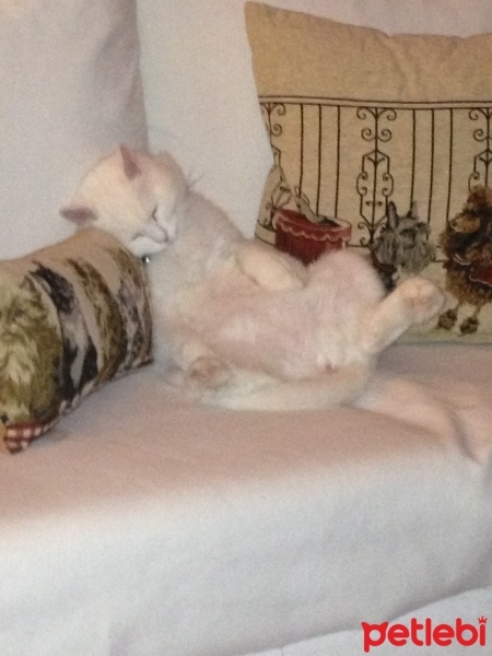 Ankara Kedisi, Kedi  pati fotoğrafı
