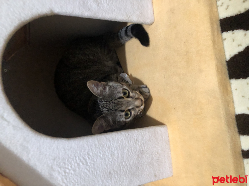 Tekir Kedi, Kedi  Alice fotoğrafı