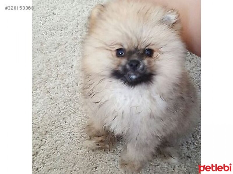 Pomeranyalı, Köpek  Cookie fotoğrafı